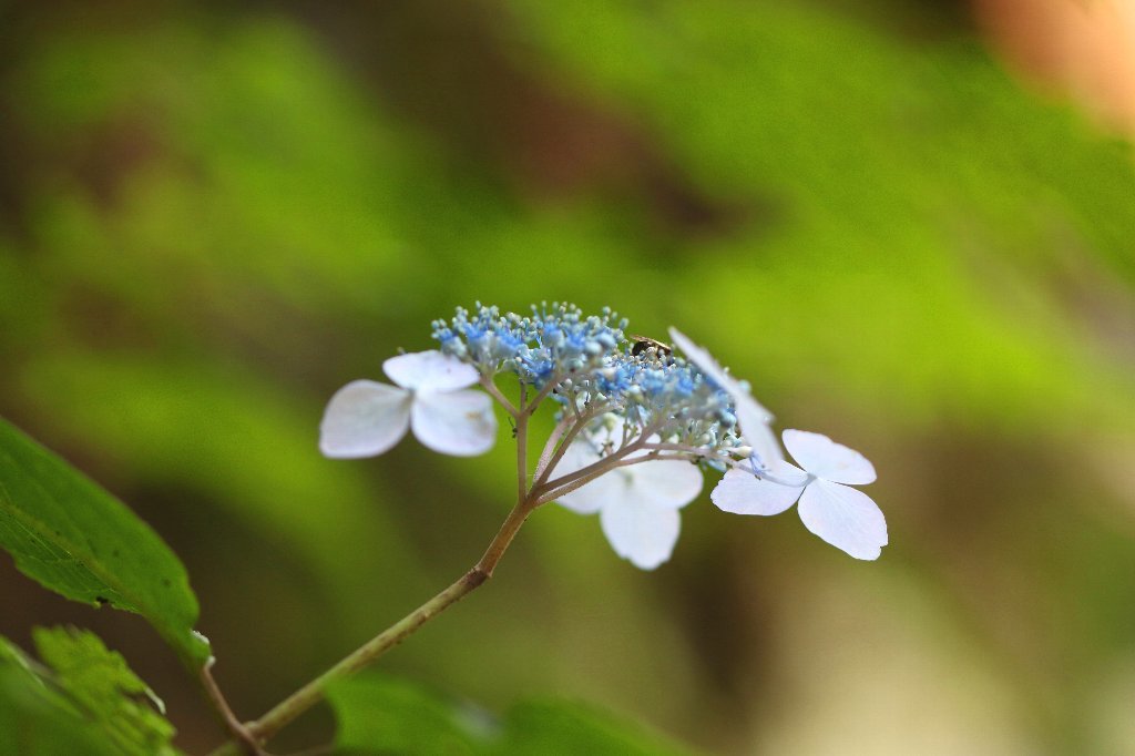 季節の花たち６月ー１_b0223198_02241321.jpg