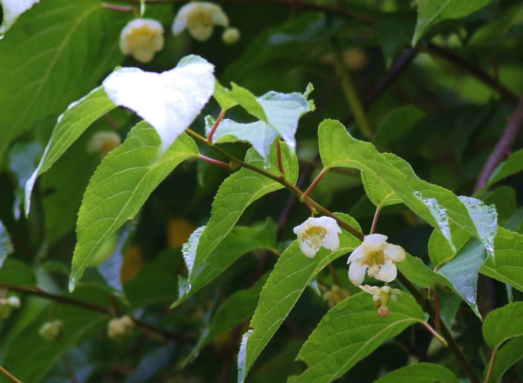 季節の花たち６月ー１_b0223198_02241678.jpg