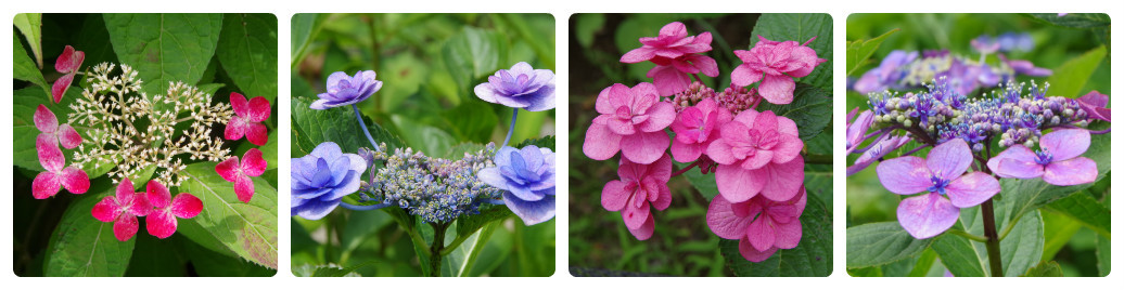 紫陽花の散歩道　～　幸手・権現堂堤_b0356401_21272941.jpg