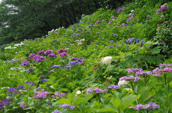 紫陽花の散歩道　～　幸手・権現堂堤_b0356401_21294869.jpg