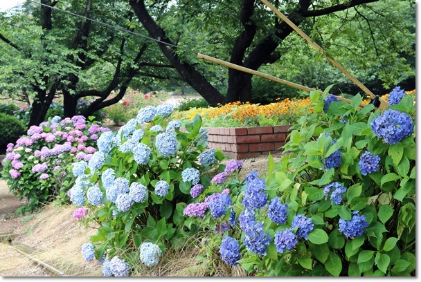 種松山公園の紫陽花_c0037204_22161691.jpg