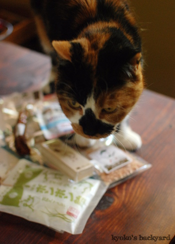 猫サミットの記念品&お土産_b0253205_06422978.jpg