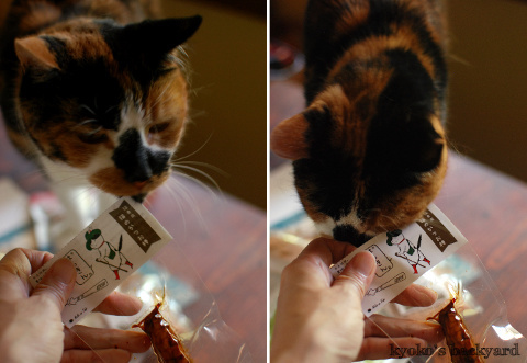 猫サミットの記念品&お土産_b0253205_06430674.jpg