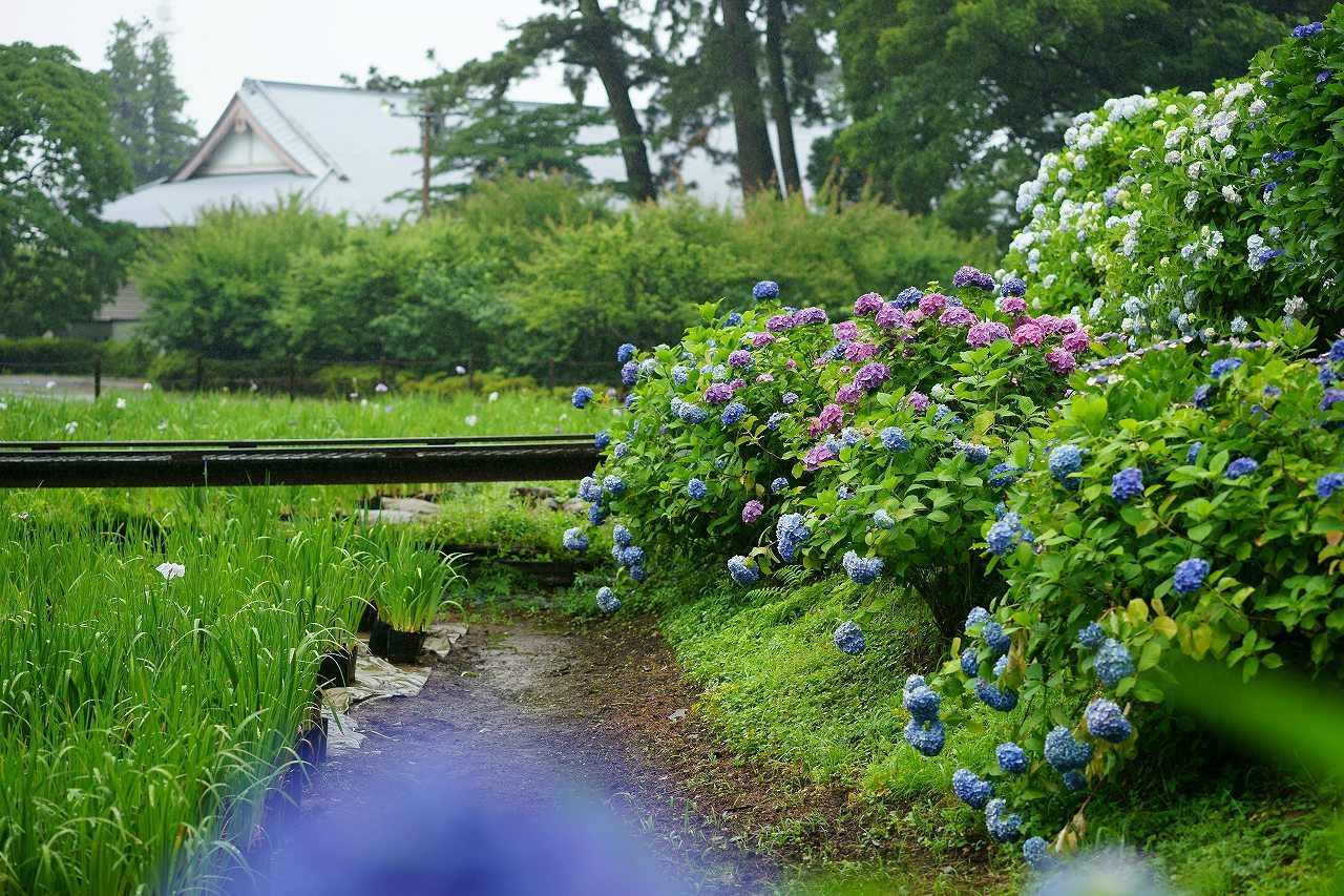 紫陽花輝く小田原城～②_b0225108_22021733.jpg