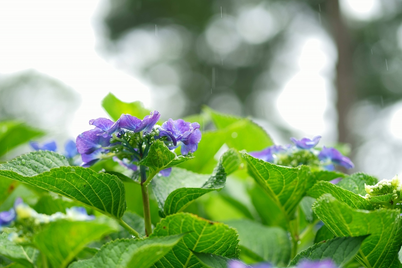 紫陽花輝く小田原城～②_b0225108_22022198.jpg