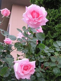 f0325309_17460266.jpg