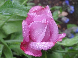 雨が続く中　バラ達頑張って咲いている_f0325309_17493639.jpg