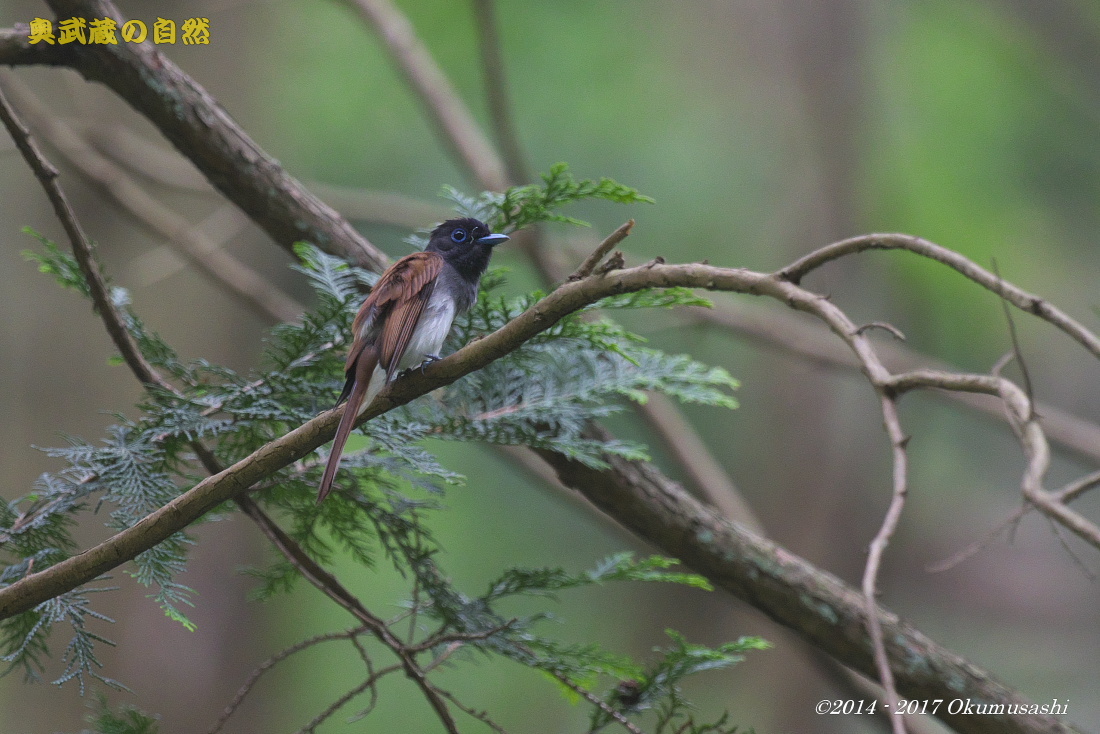 サンコウチョウ_e0268015_12381517.jpg