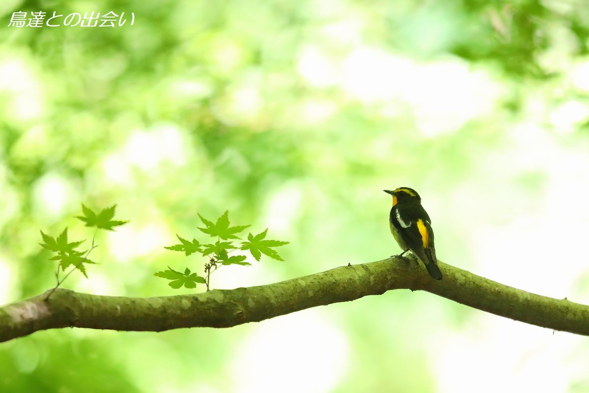 キビタキ（Narcissus Flycatcher)_e0139623_19045445.jpg