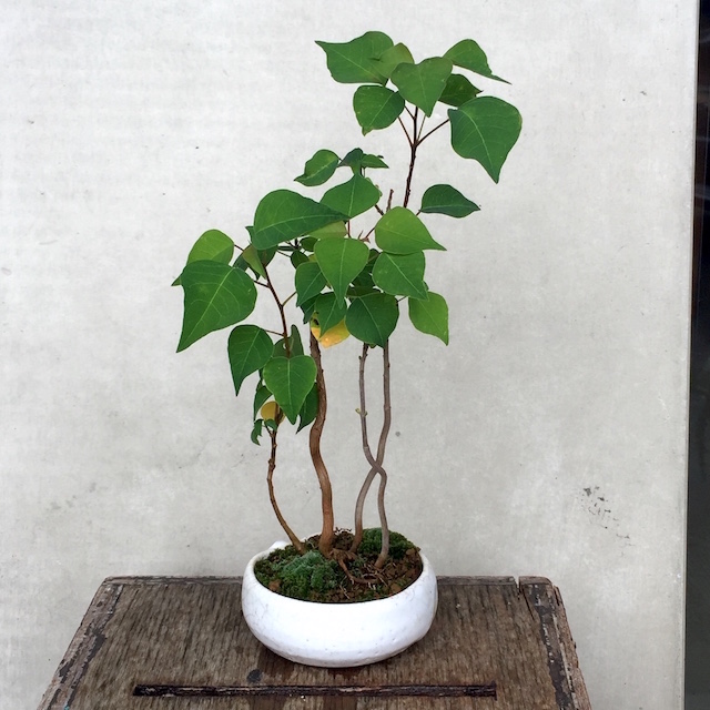 網伏せ実生【南京ハゼ】 : 節約ミニ盆栽記