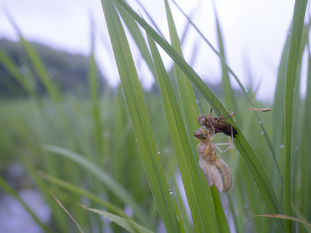 カトリヤンマ羽化の頃_f0324026_18450387.jpg