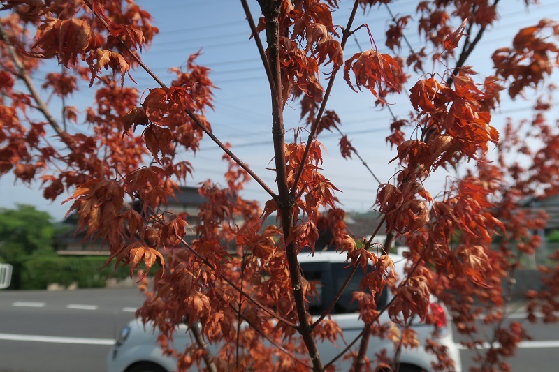 竜舌蘭と楓_f0076731_15135514.jpg