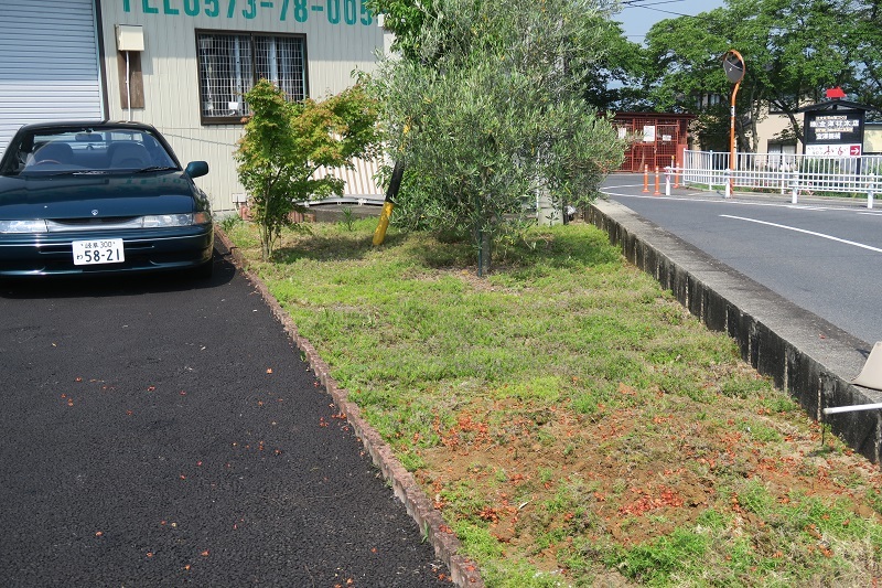 竜舌蘭と楓_f0076731_15181699.jpg