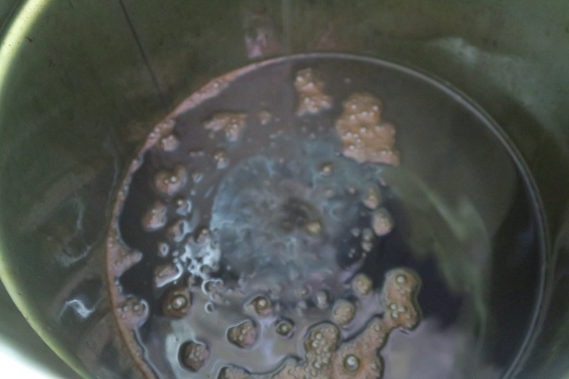 竜舌蘭と楓_f0076731_20473419.jpg