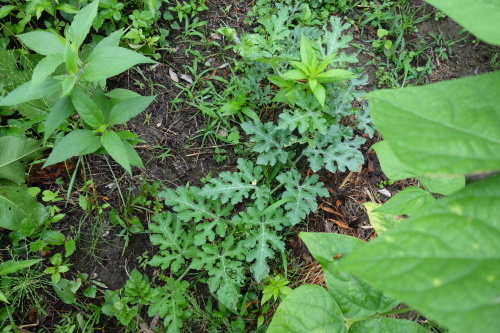 ベニシジミや、野菜の成長_f0375039_10163279.jpg