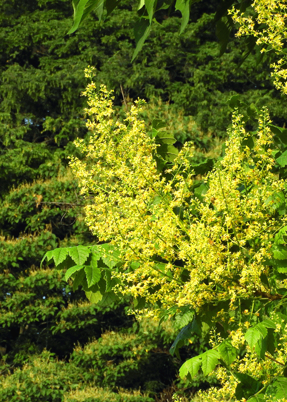 d0290240_09250638.gif