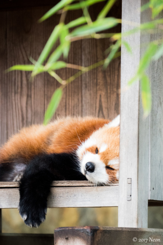 二度目の野毛山動物園へ。_d0364545_19233026.jpg