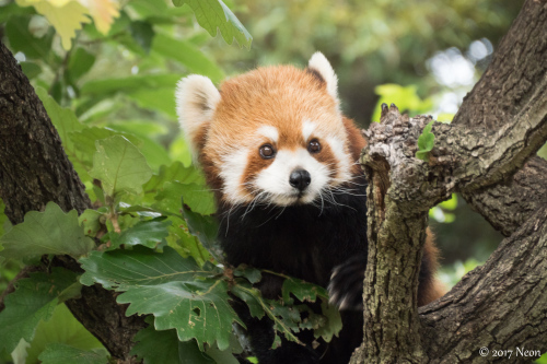 二度目の野毛山動物園へ。_d0364545_19235521.jpg