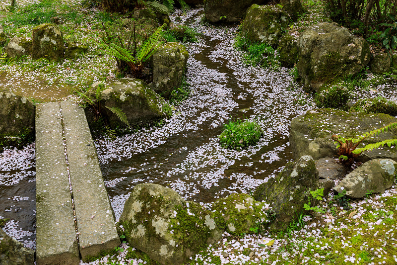 京都の桜2017 勝持寺　散り桜_f0155048_2223491.jpg