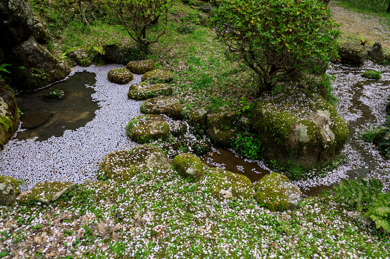 京都の桜2017 勝持寺　散り桜_f0155048_223358.jpg