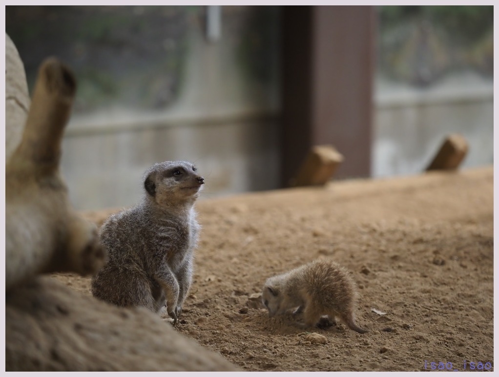 千葉市動物公園‐7　　　087）_c0068050_23422304.jpg