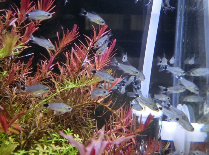 コリドラス ハステータス アクア エフ の入荷情報