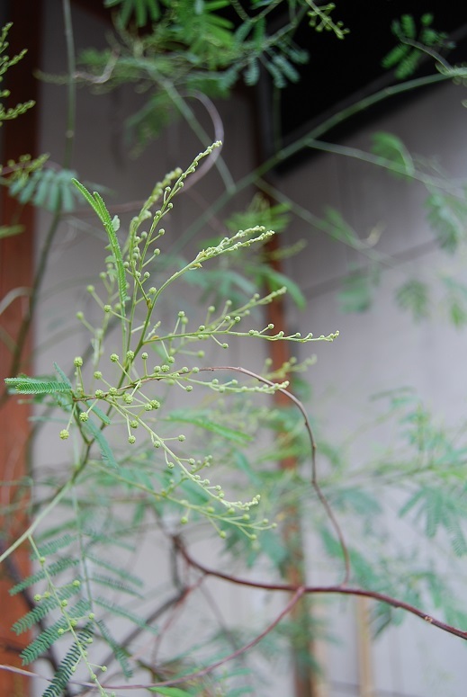 雨の日とゴッホのひまわり_a0201358_10394914.jpg