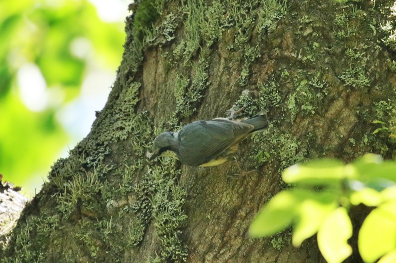 再び県東部へプチ遠征♪　～ミソサザイとゴジュウカラ～_a0167759_16424890.jpg