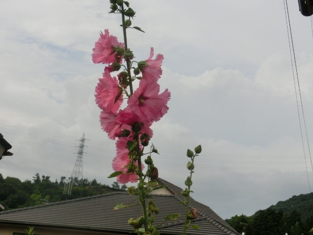 c0328559_16572945.jpg