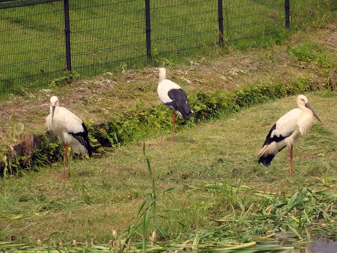 豊岡・コウノトリと出石_f0373560_13590452.jpg