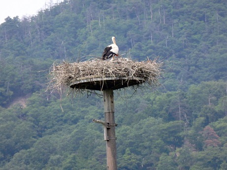 豊岡・コウノトリと出石_f0373560_13593811.jpg