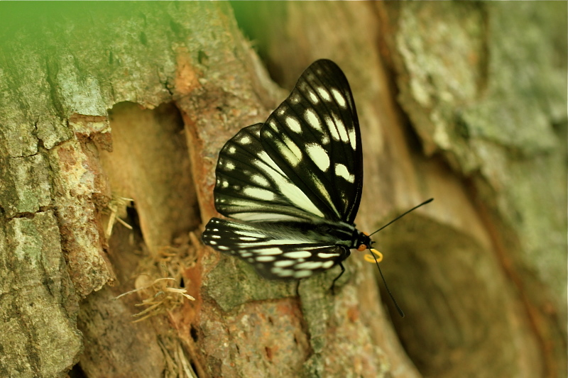 d0367763_00063359.jpg