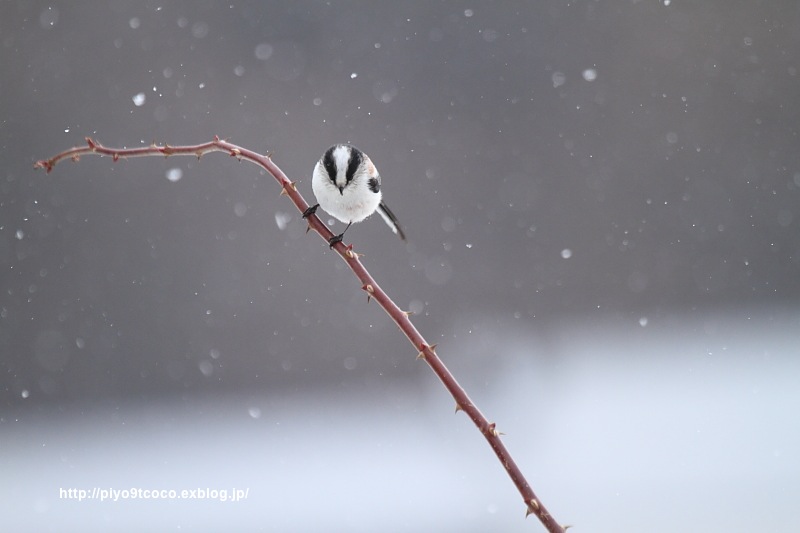 雪*エナガ♪_d0367763_16551330.jpg