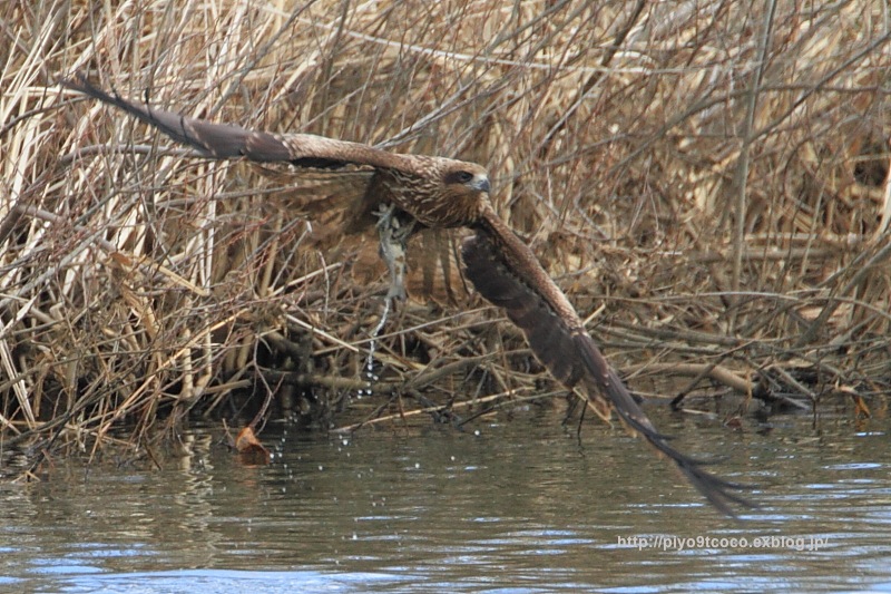 トビが魚を捕まえたんデス♪_d0367763_20050546.jpg