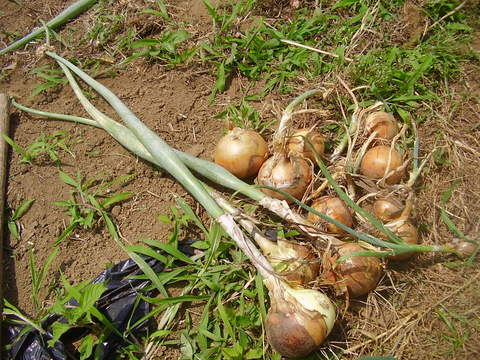 タマネギの種 素人百姓日記 有機無農薬野菜作りの記録 タマネギの種 素人百姓日記 有機無農薬野菜作りの記録