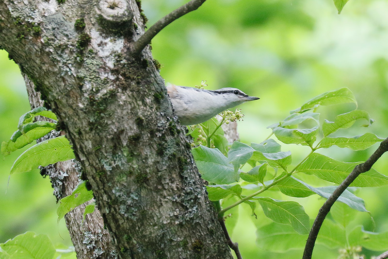 ゴジュウカラとアカタテハに・・・_f0368272_20151004.jpg