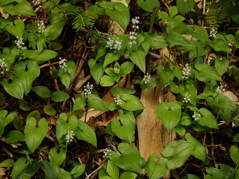 f0372177_18225741.jpg