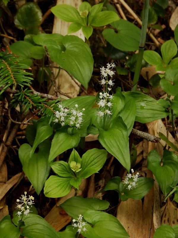 f0372177_18230200.jpg