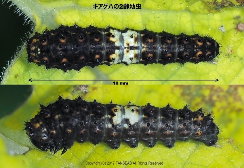 キアゲハの飼育メモ 探蝶逍遥記