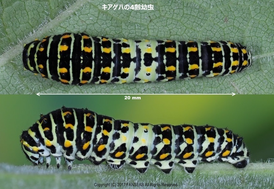 キアゲハの飼育メモ 探蝶逍遥記 キアゲハの飼育メモ 探蝶逍遥記