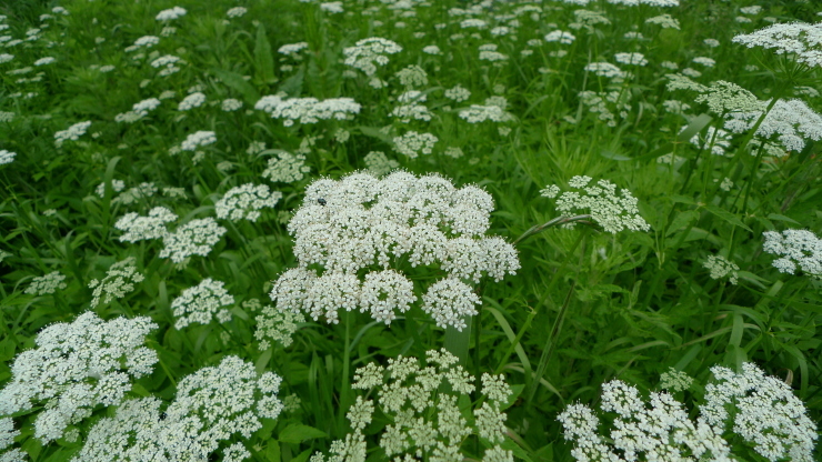 c0212083_19224969.jpg