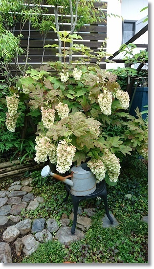 雨でうなだれた柏葉アジサイ すきな ことに かこまれて