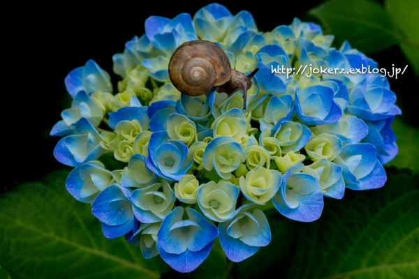 紫陽花の小径にて_a0157091_18552922.jpg