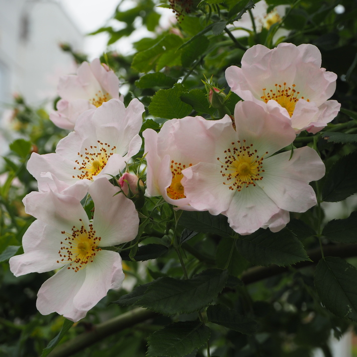 ロサカニナ ドックローズ Sola Og Planta ハーブとお花のお庭日記