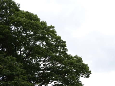 曇り空から陽射しを感じますね(#^^#)_c0140599_11394953.jpg