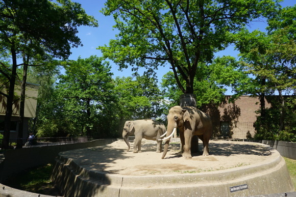 ベルリン動物園の象たち_f0362800_15333153.jpg