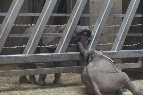 ハレ動物園の象たち_f0362800_16174423.jpg