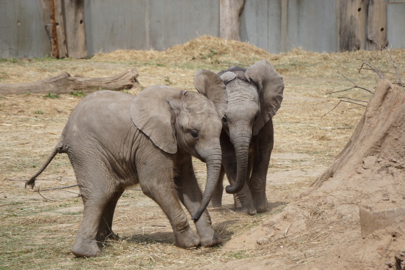 ハレ動物園の象たち_f0362800_16205114.jpg