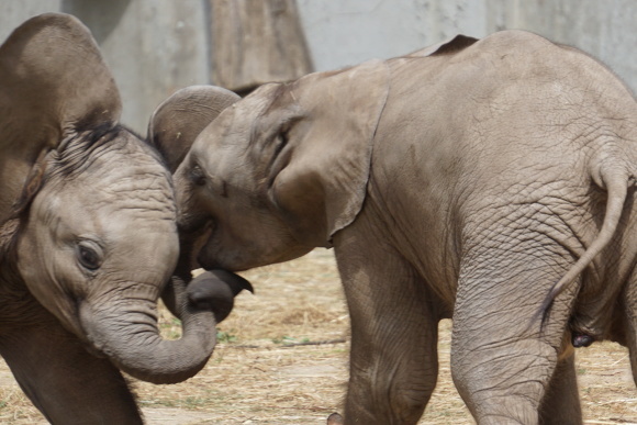 ハレ動物園の象たち_f0362800_16211242.jpg