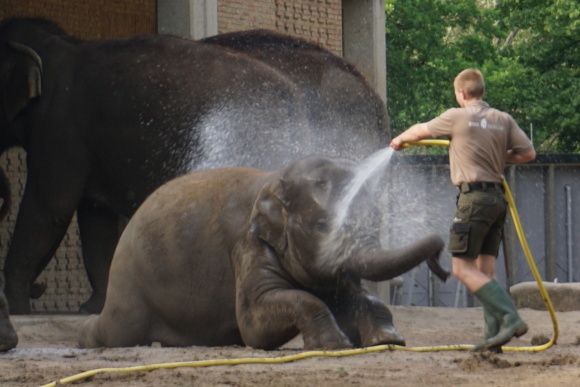 ベルリン動物園の象たち_f0362800_17353728.jpg